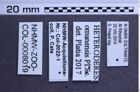 Etiketten zu Heteroderes omanensis (NHMW-ZOO-COL-0008019)